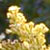 Goldenrod
